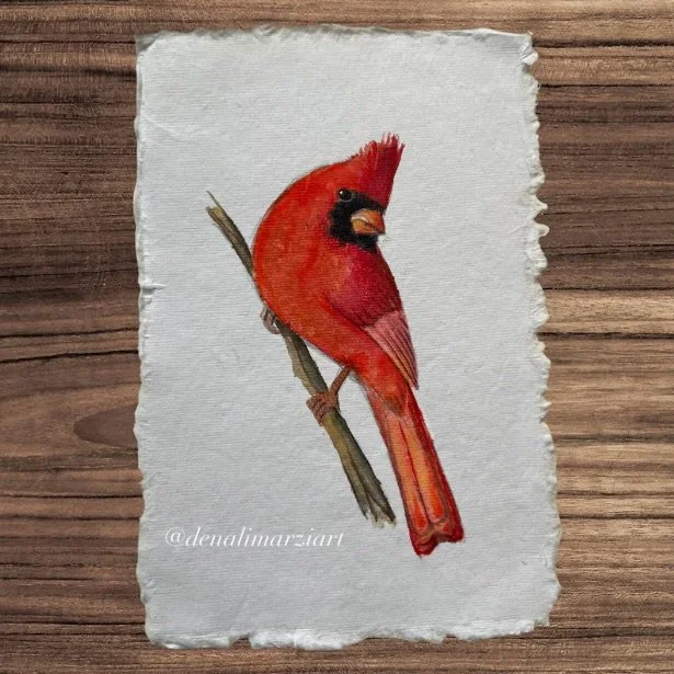 Northern Cardinal, 4x6”, watercolors on handmade cotton paper —SOLD
www.denalimarziart.com/shop
#art #painting #watercolorpainting #watercolors #birdart #birdpainting #northerncardinal #cardinal #originalart #artwork