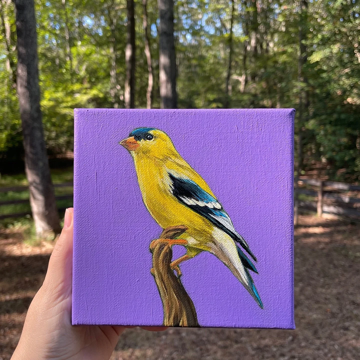 American goldfinch, 6x6”, acrylics on canvas
#art #painting #acrylicpainting #acrylics #birdart #birdpainting #americangoldfinch