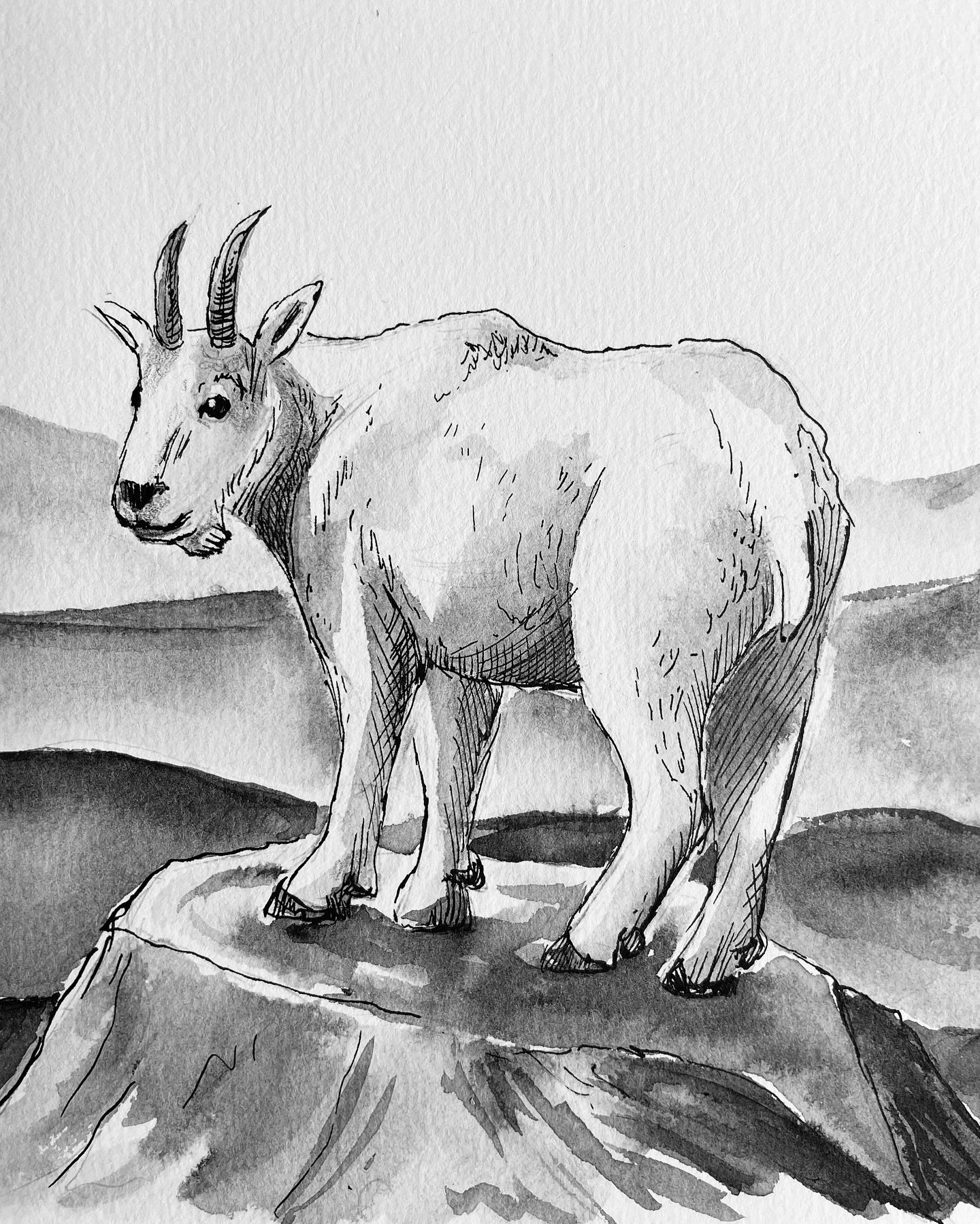 #Inktober - “Reckless”. Mountain goats climb impossible cliffs & are fearless of falling.
ink on paper
#inkart #art #drawing #inkdrawing #mountaingoat #artchallenge
