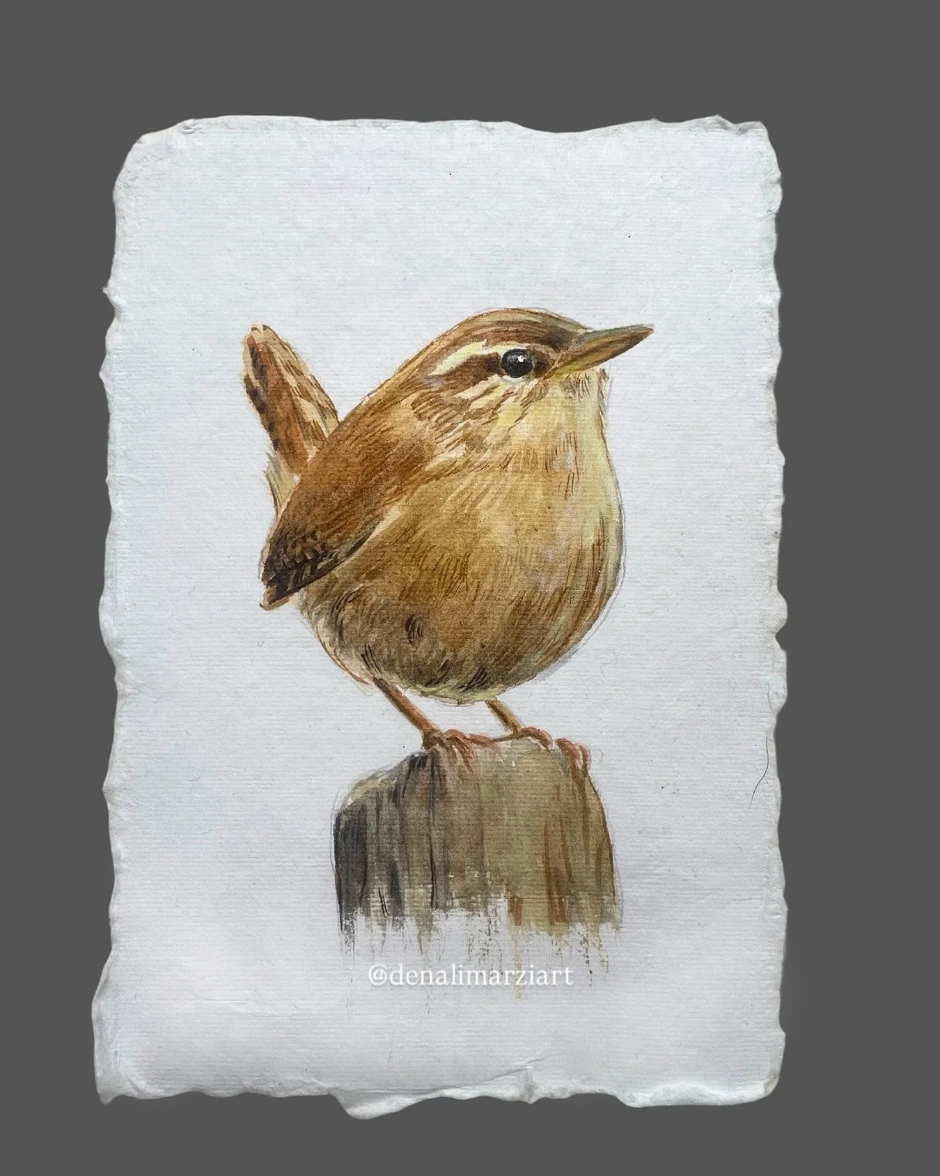 A tiny Carolina wren enjoying a moment of peace. Commissioned watercolor on handmade cotton paper, 4&times;6.

#carolinawren #birdpainting #birdart #watercolors #watercolorpainting #painting