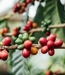 10oz Guatemala Geisha