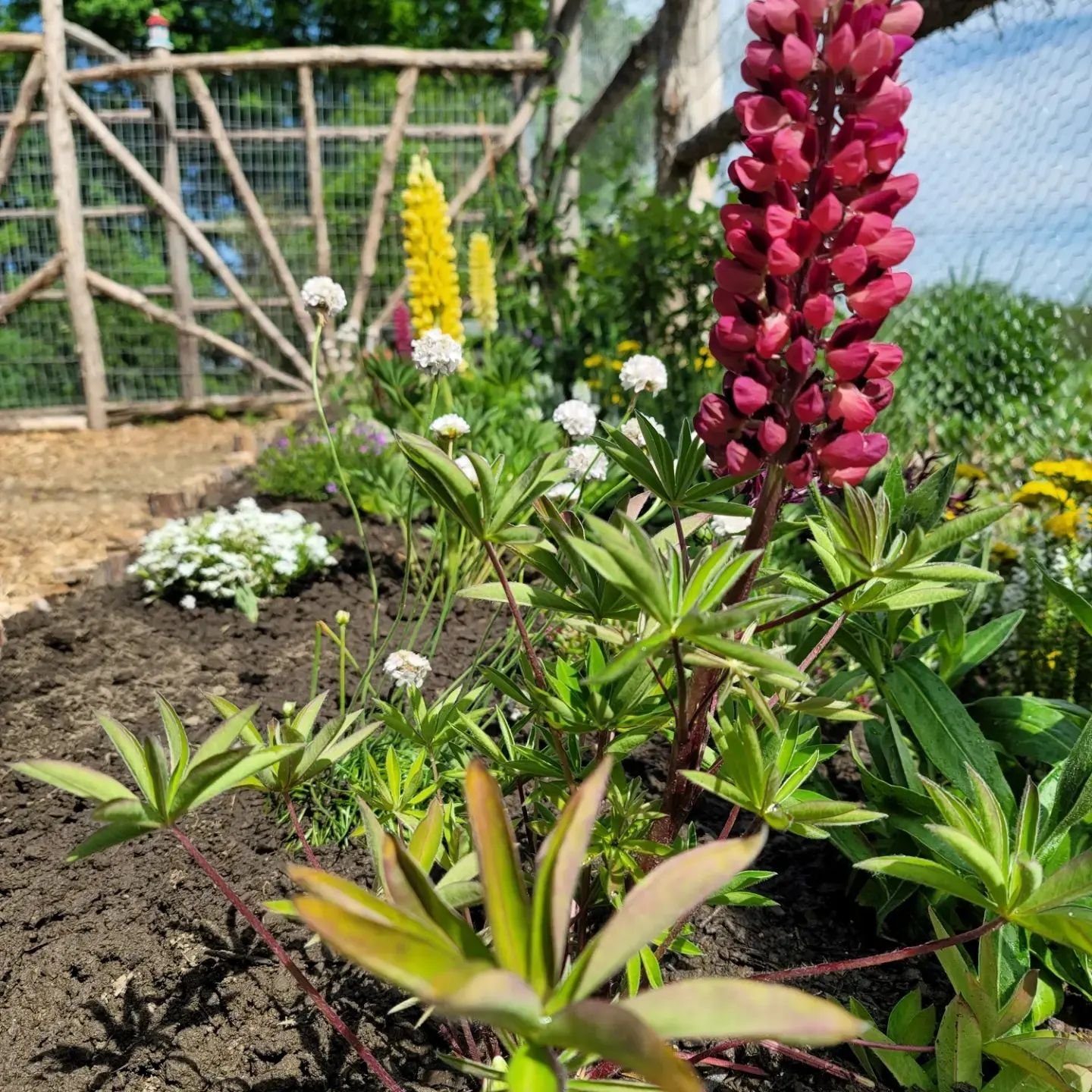 herb garden 7.jpeg