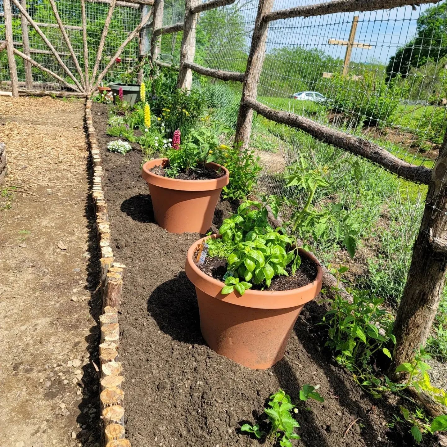 herb garden 6.jpeg