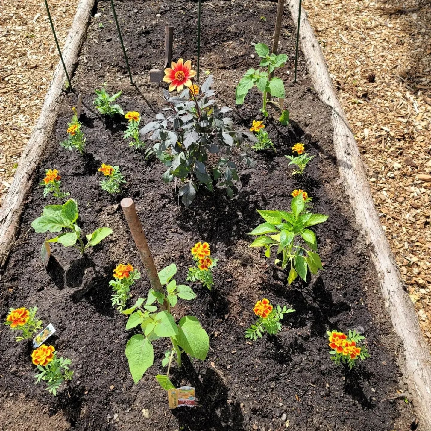 herb garden 5.jpeg
