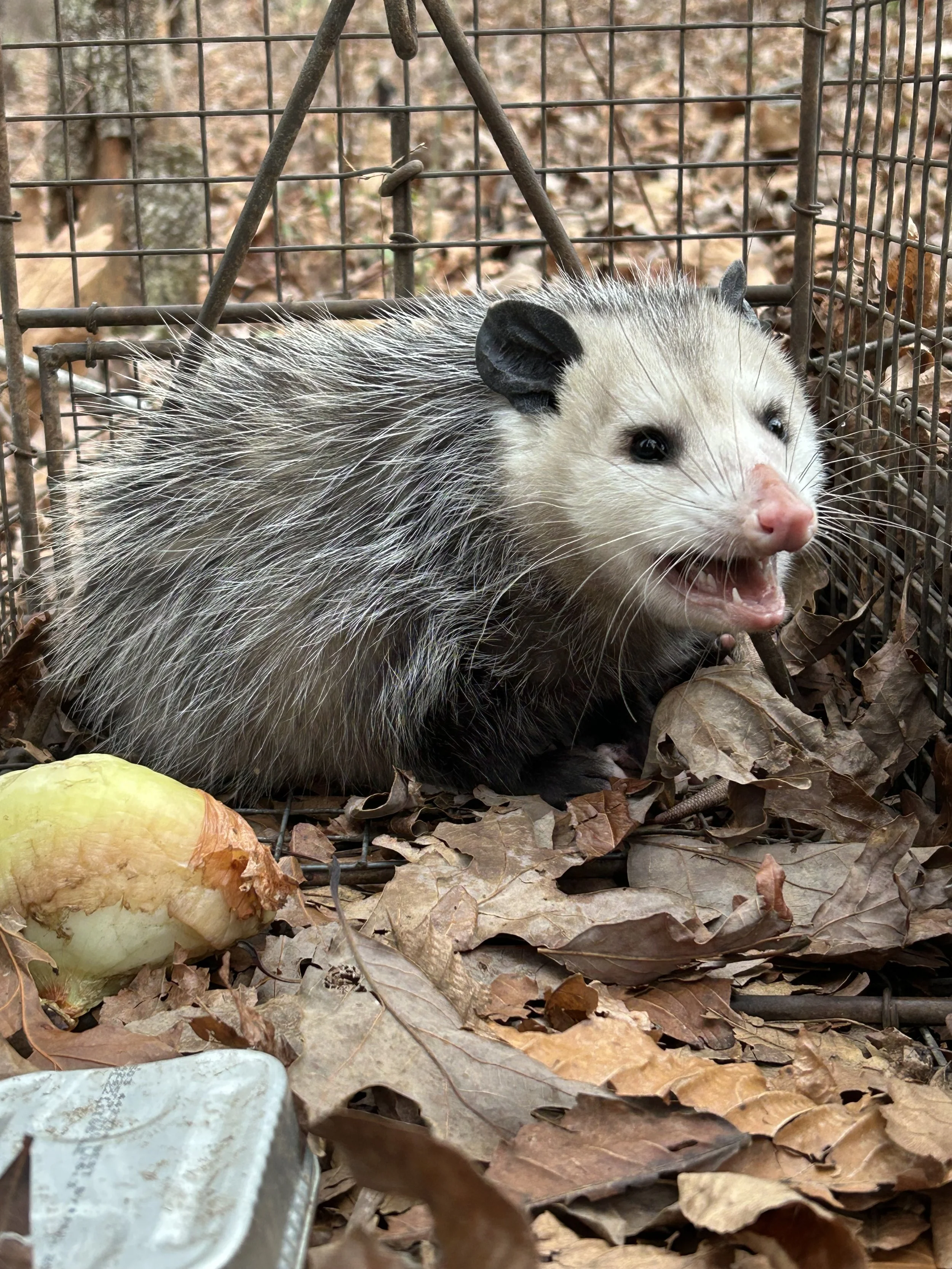 A ferret inside a metal cage with dry leaves on the ground and a piece of food in the corner.