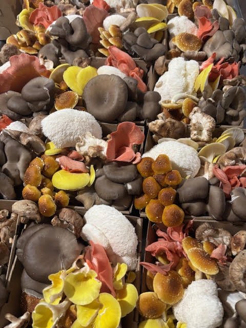 Wild fruitings mushrooms