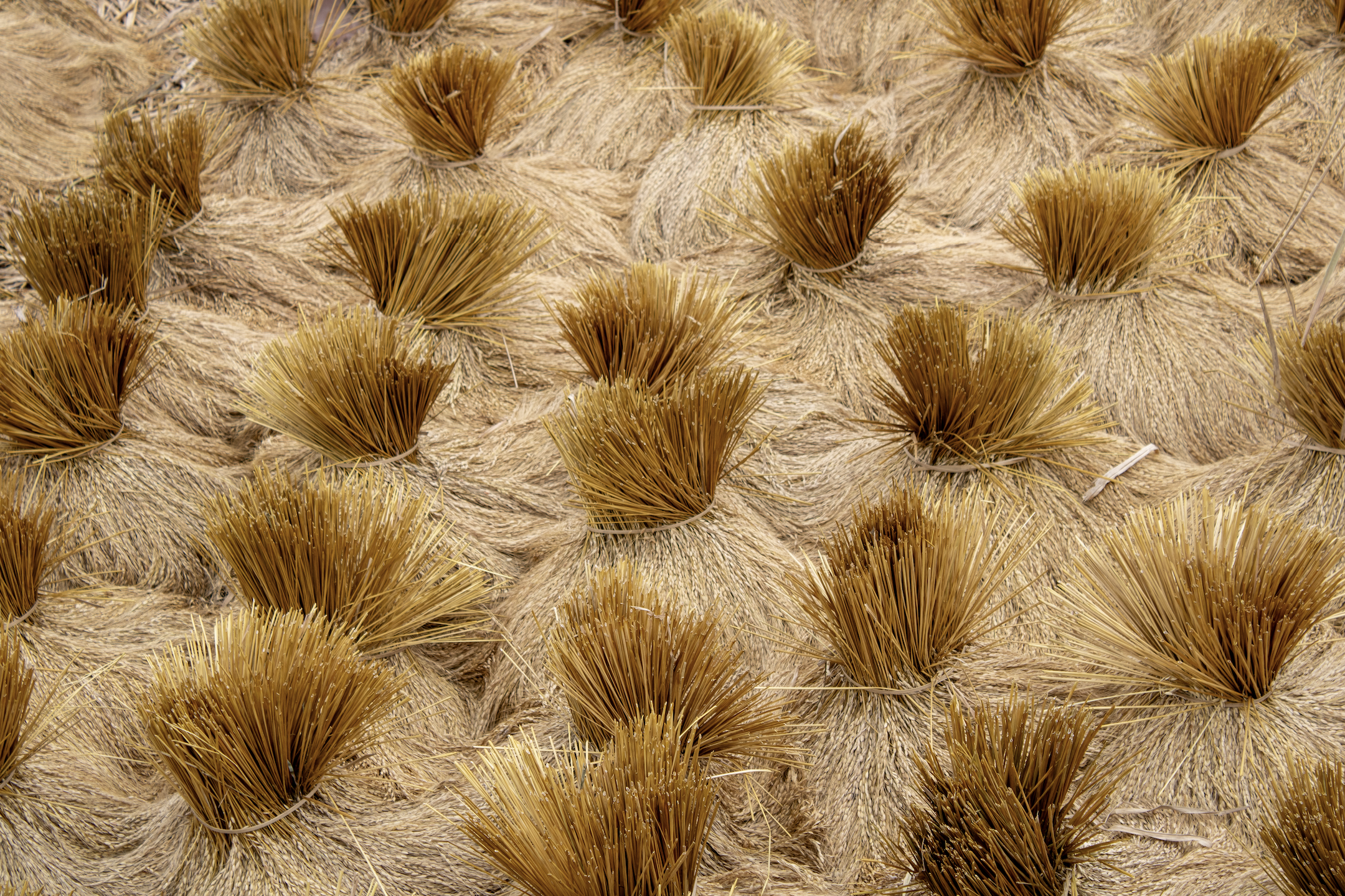 Screenshot 2025-08-06 at 8.11.20 AM.png