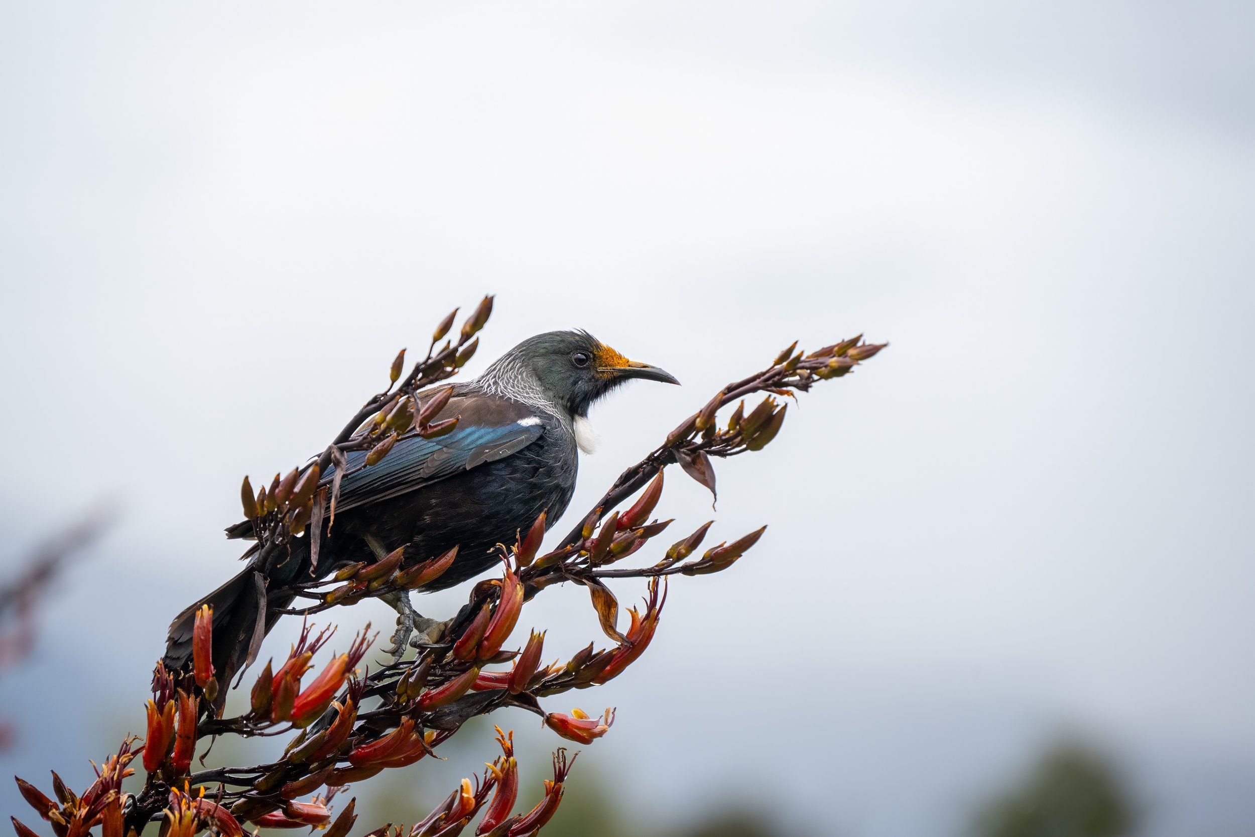 DSC_4804-Edit-2.jpg
