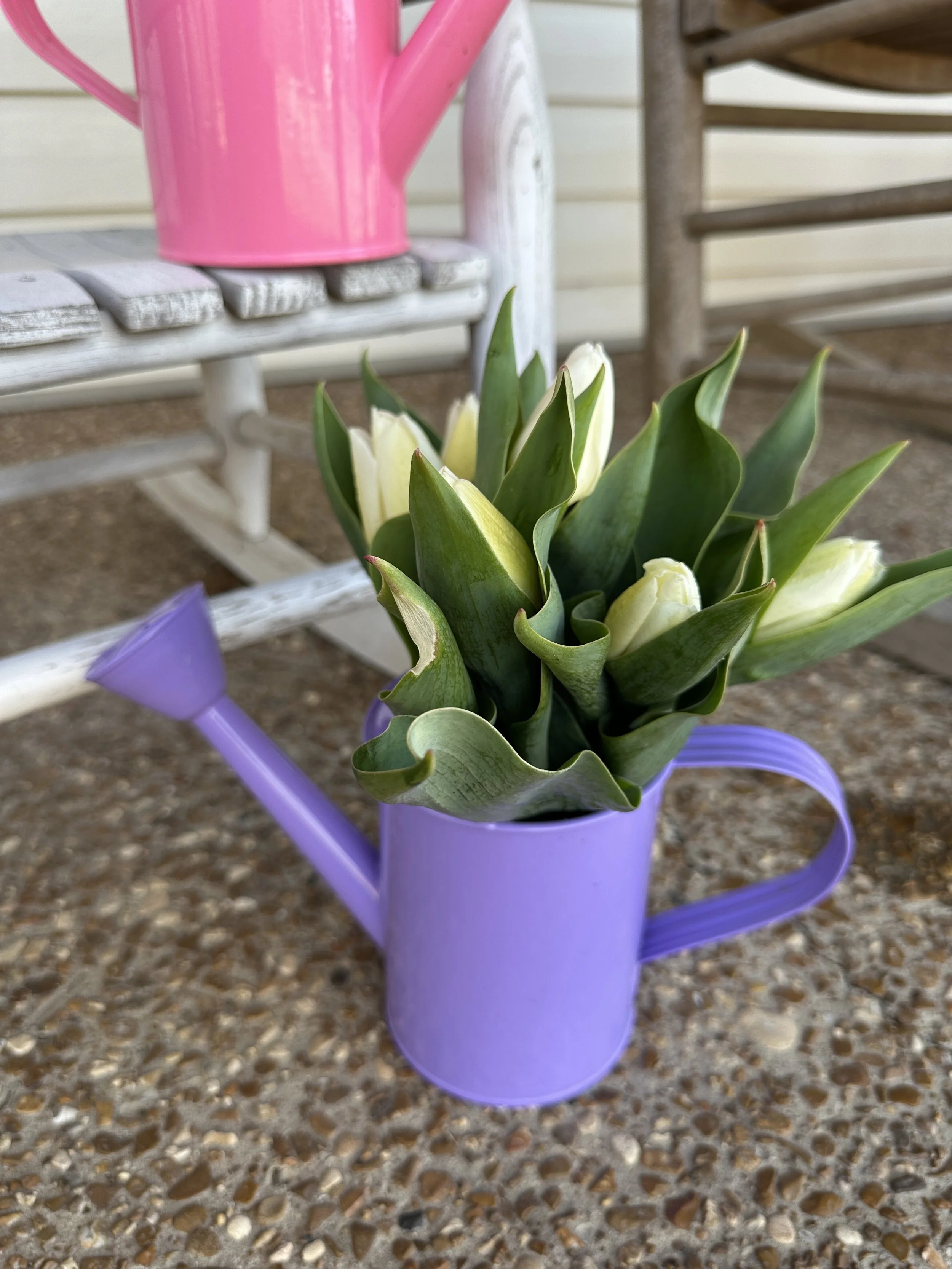 Spring Tulips in a Mini Watering Can (sales tax included)
