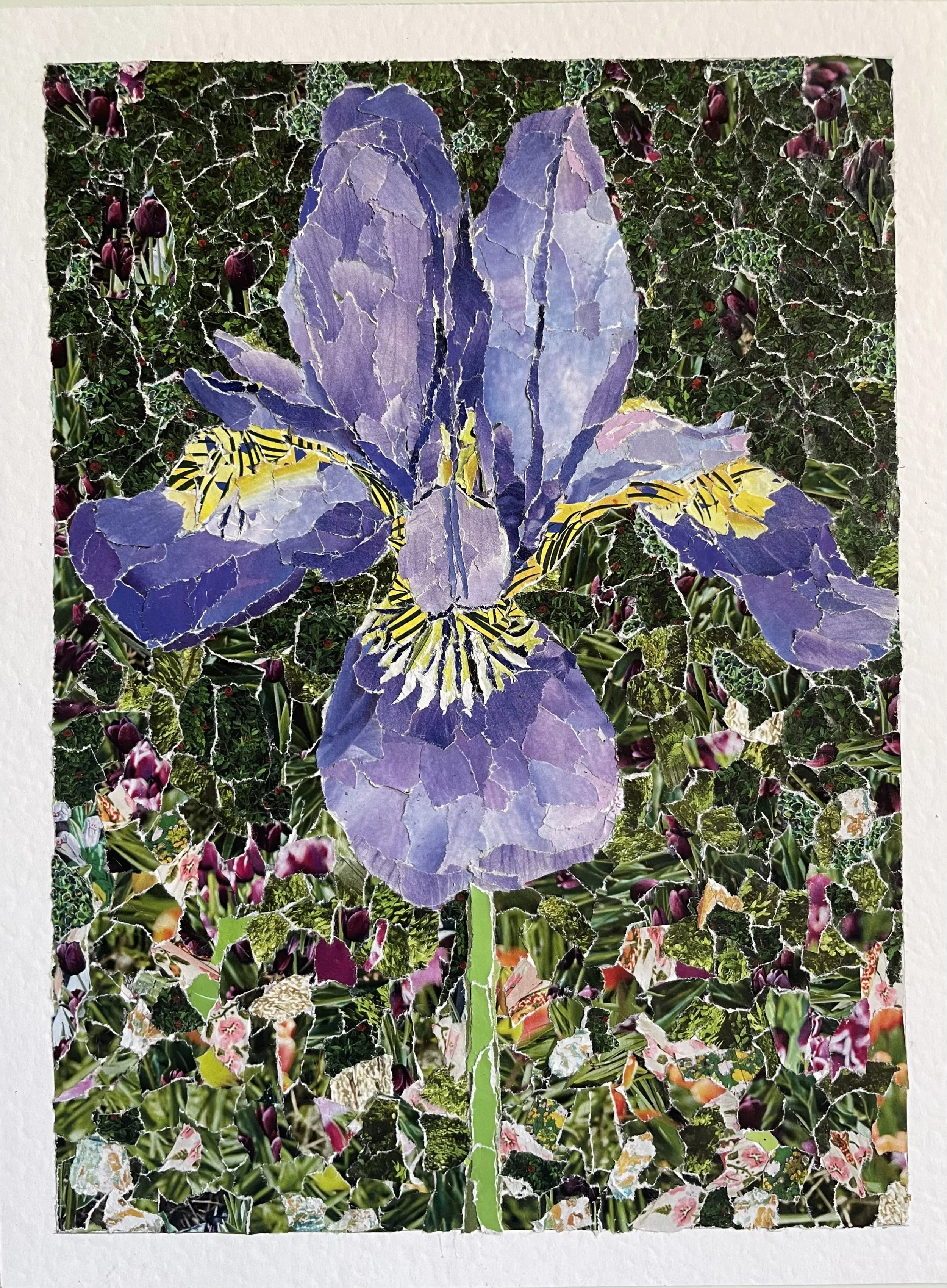 Purple Iris
11" x 8.25"
May 2025
Magazine pieces on paper