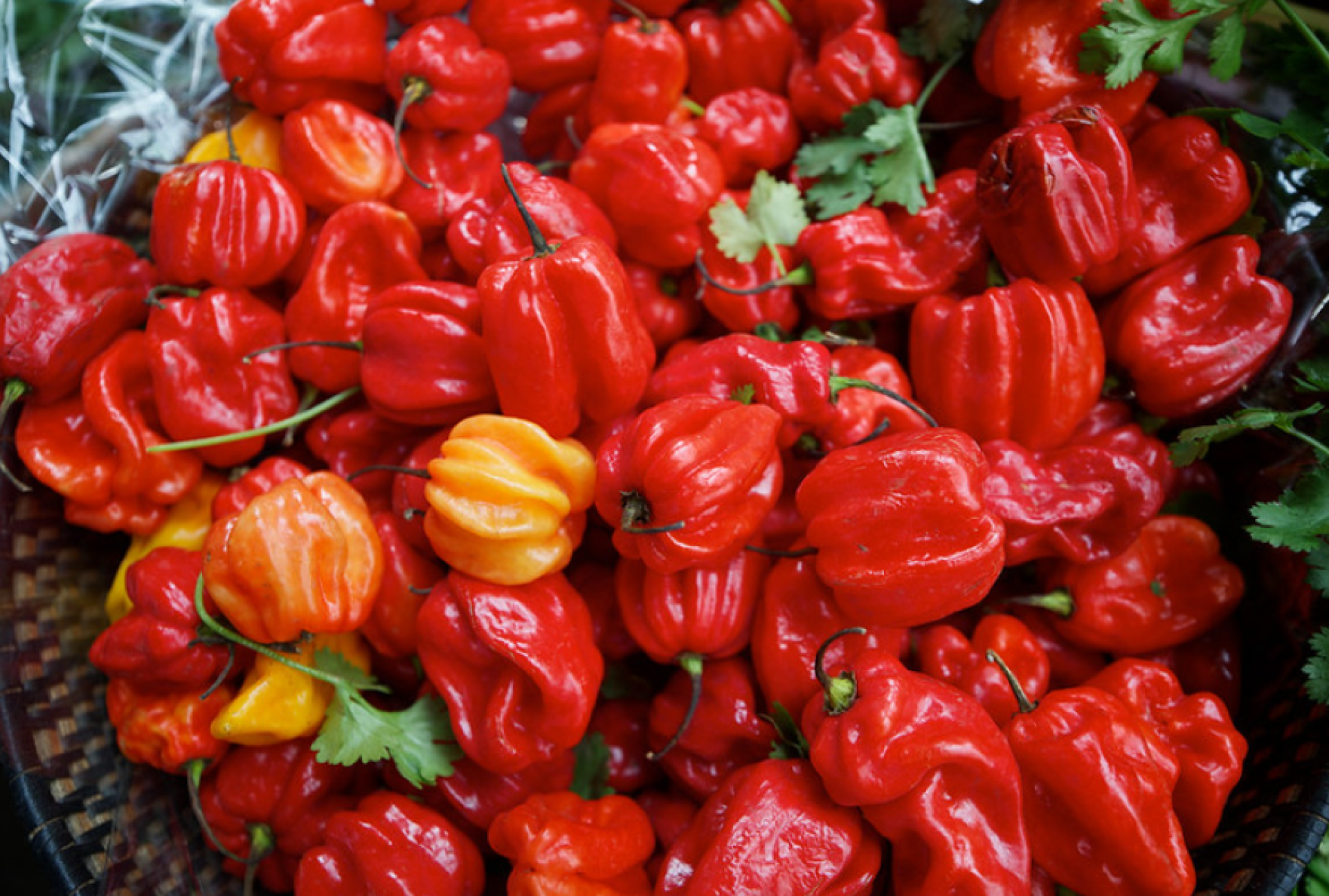 Scotch-Bonnet solas.png