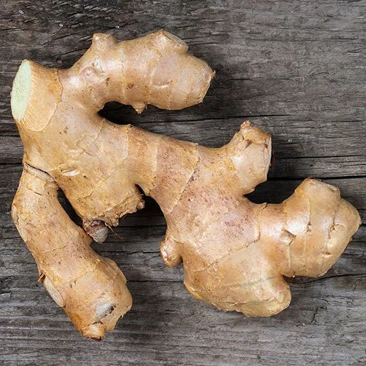 ginger sola.jpg