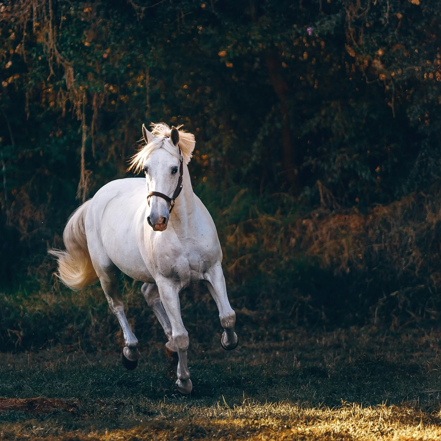 Sometimes I wish I could escape into my own story and watch Lynx run free through the forestlands&hellip; 

Any other writers out there prefer their world to reality? 

#romantasybooks #debutauthor #fantasywriter #writersofinstagram #authorsofinstagr