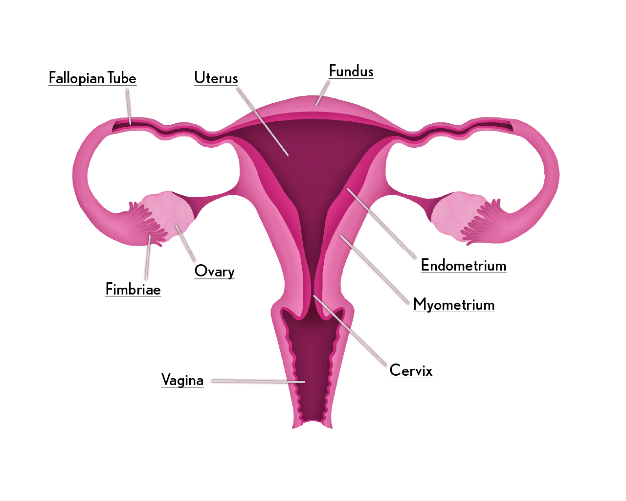 A diagram of the typical female reproductive system