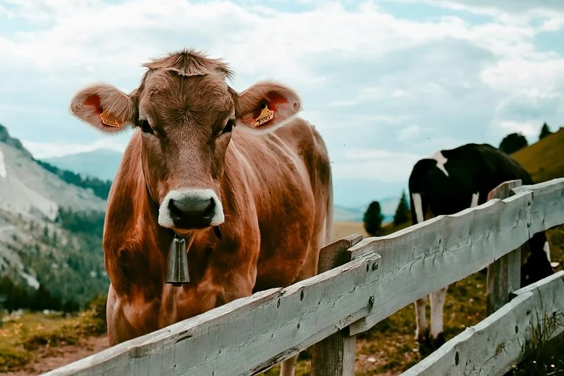 Une vache brune avec une cloche autour du cou, derrière une clôture en bois, dans un paysage montagneux.