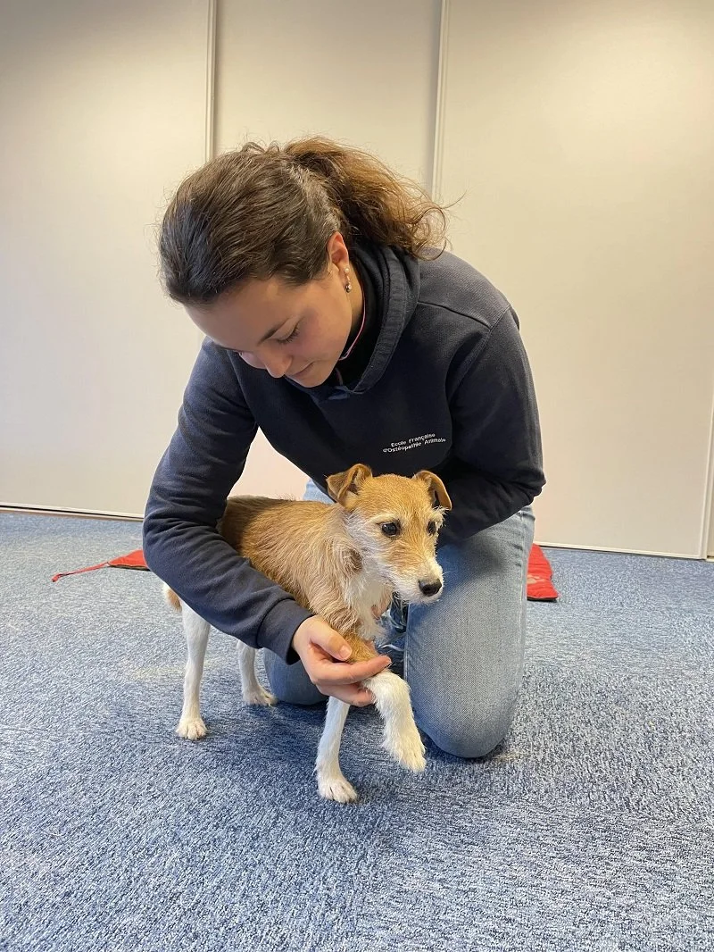Une femme est accroupie sur le sol, tenant la patte d'un petit chien brun et blanc dans une pièce au tapis bleu.