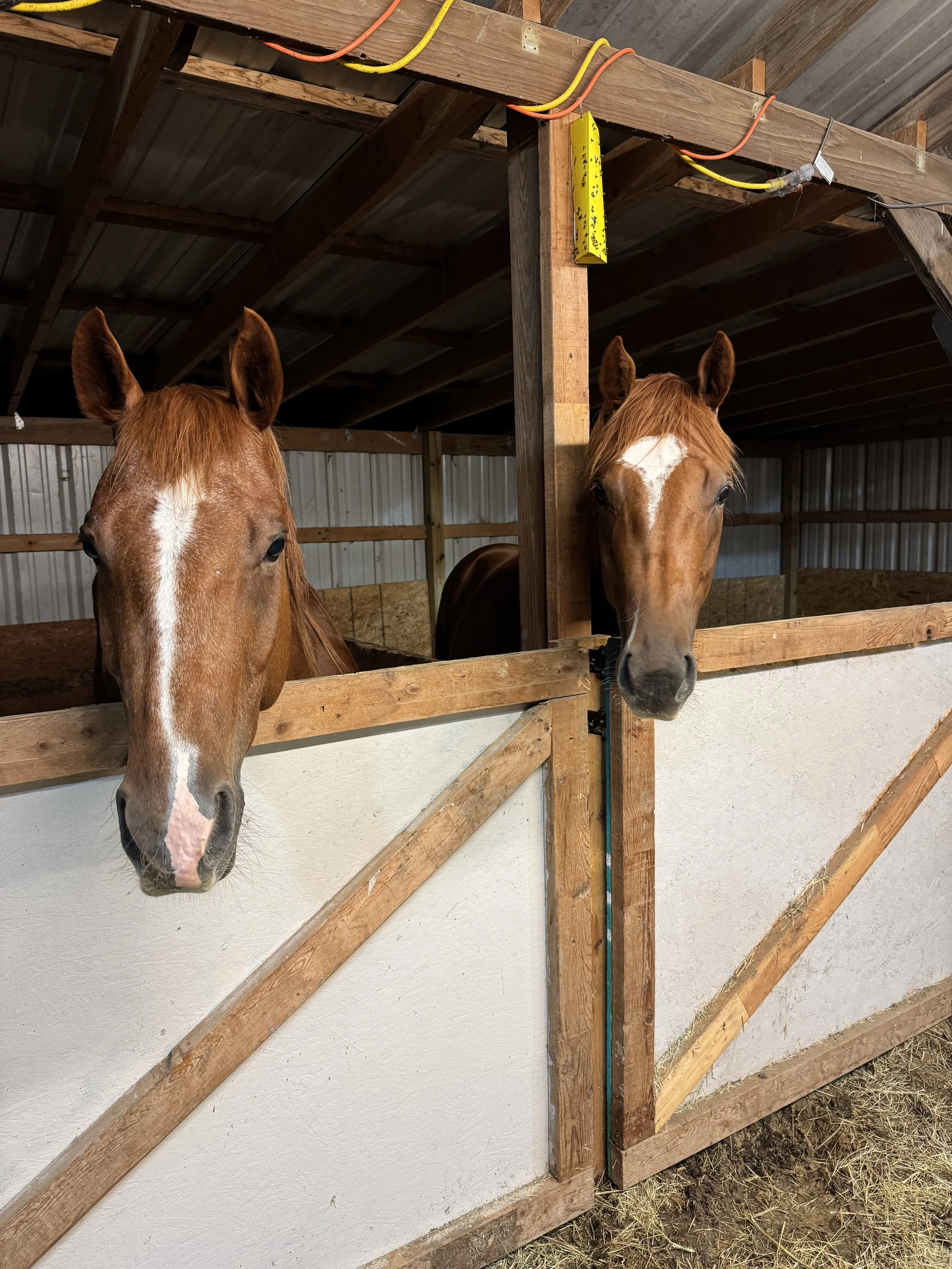 Barn Stalls 16' x 12' 