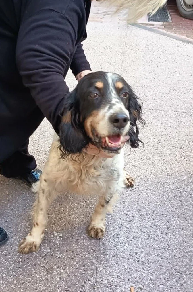 A person holding a happy English Setter dog on a sidewalk.