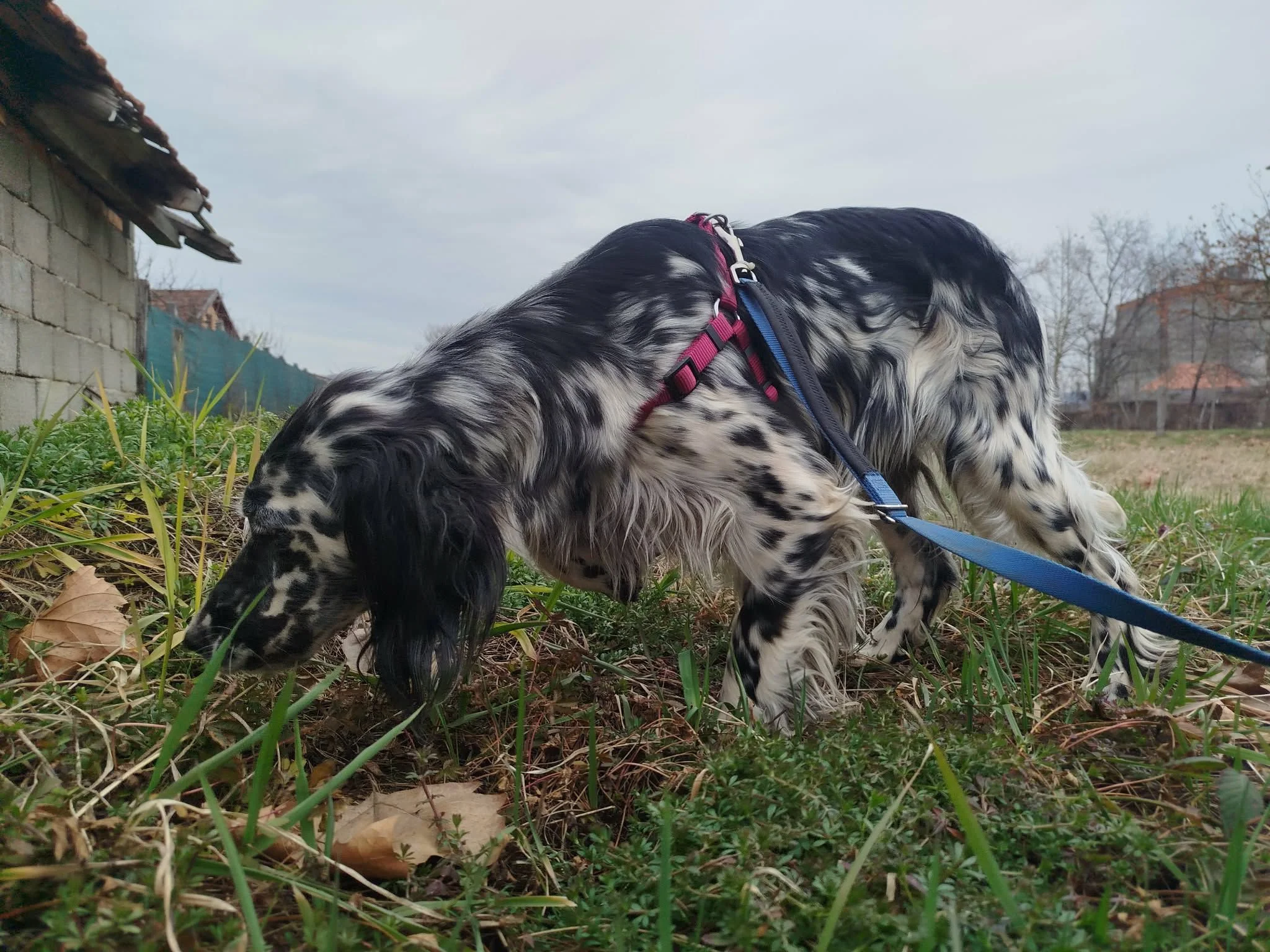 Blue Belton English Setter Female
