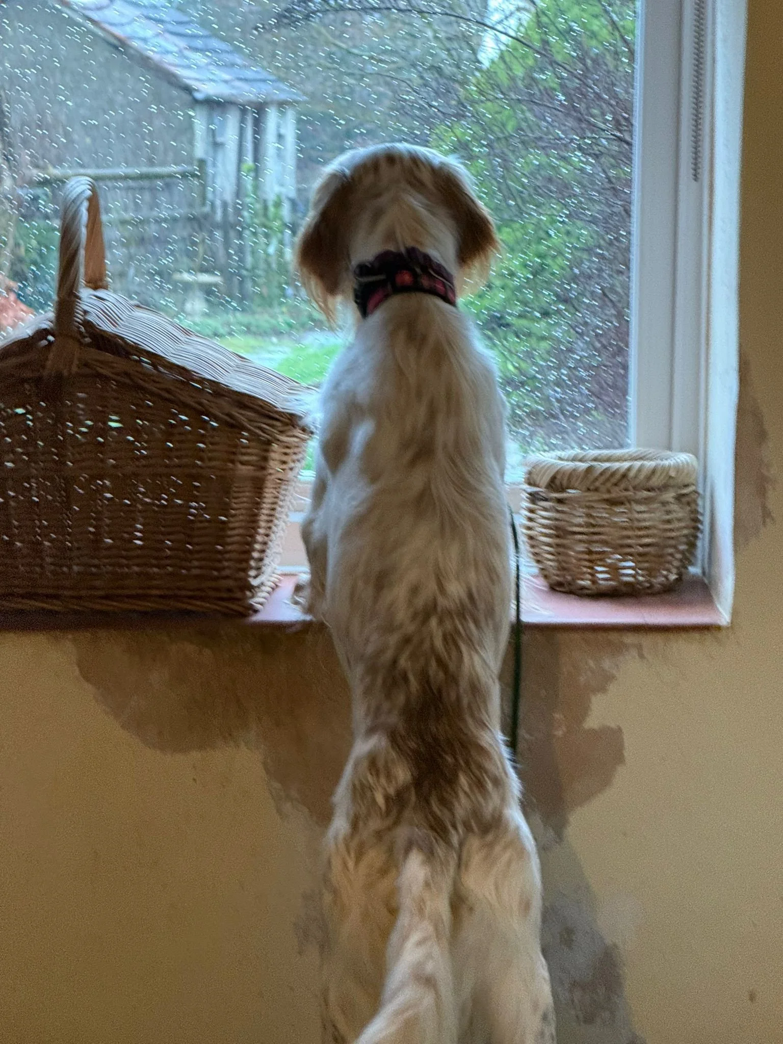 Orange Belton Setter having fun 
