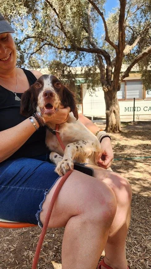 english setter enjoying cuddles looking very happy in an outdoor environment 
