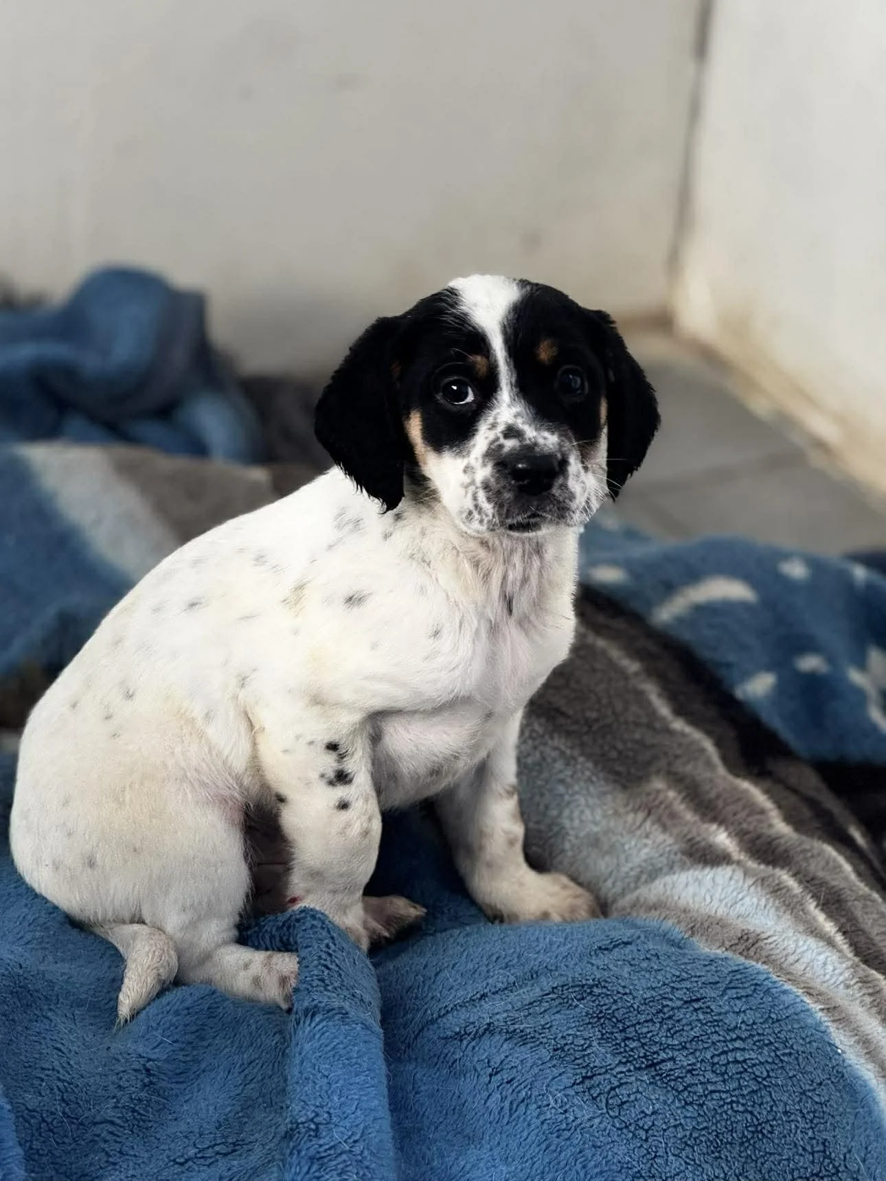 English Setter Cross puppy 