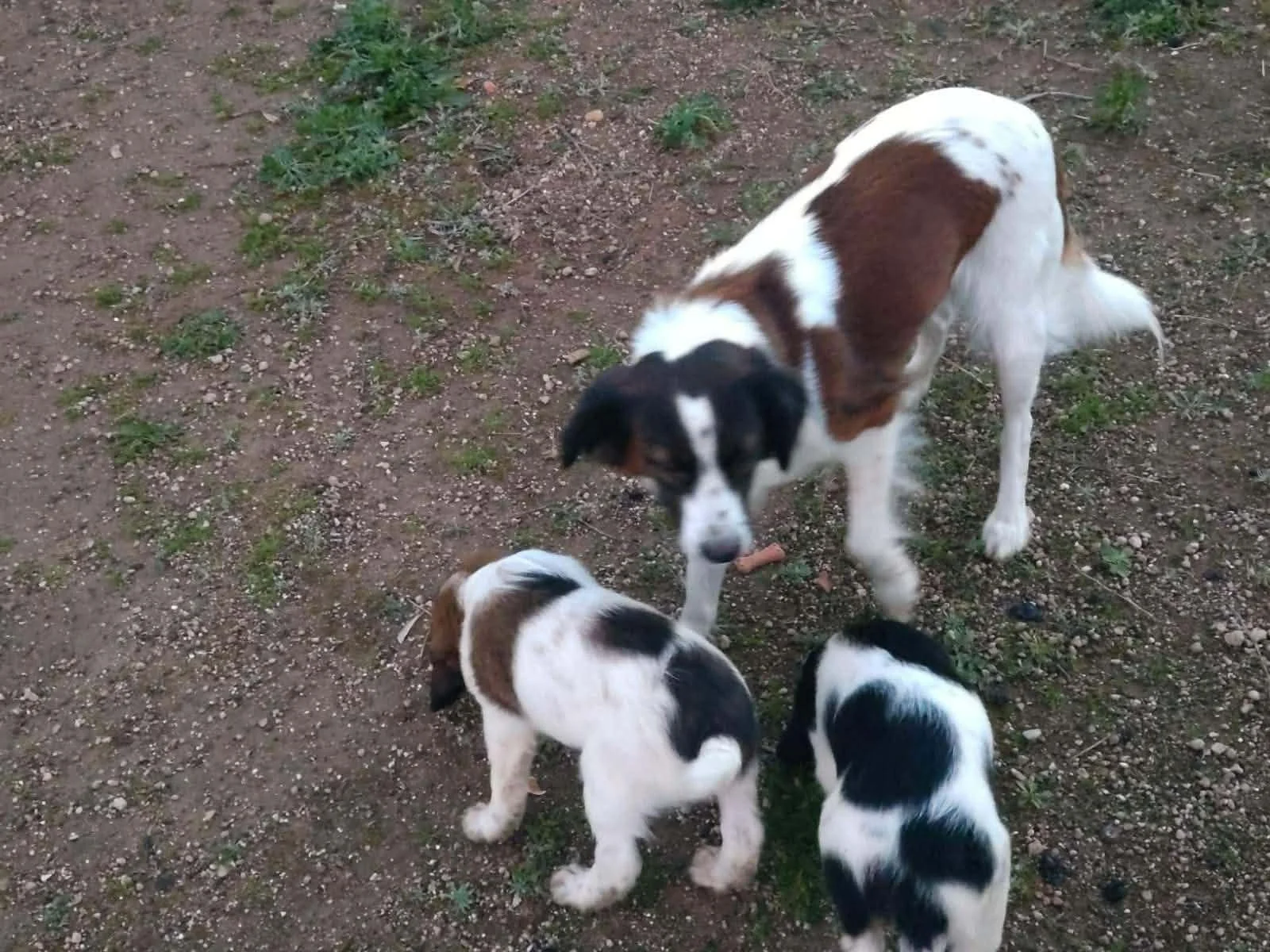 Setter Cross dog outside with puppies