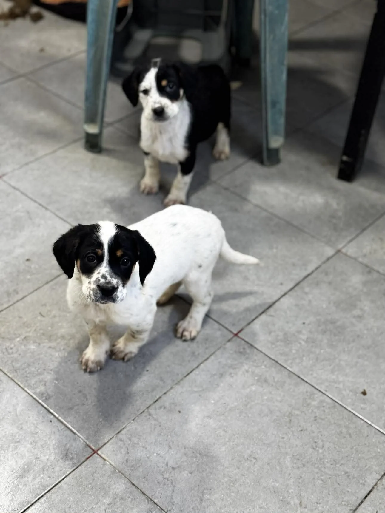 English Setter Cross puppy 