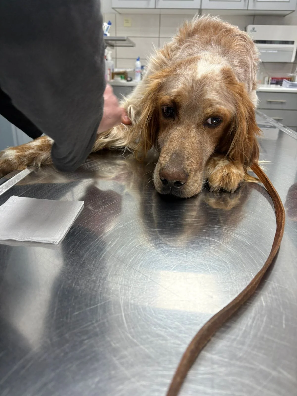 Orange Belton Setter int the vets lying down 