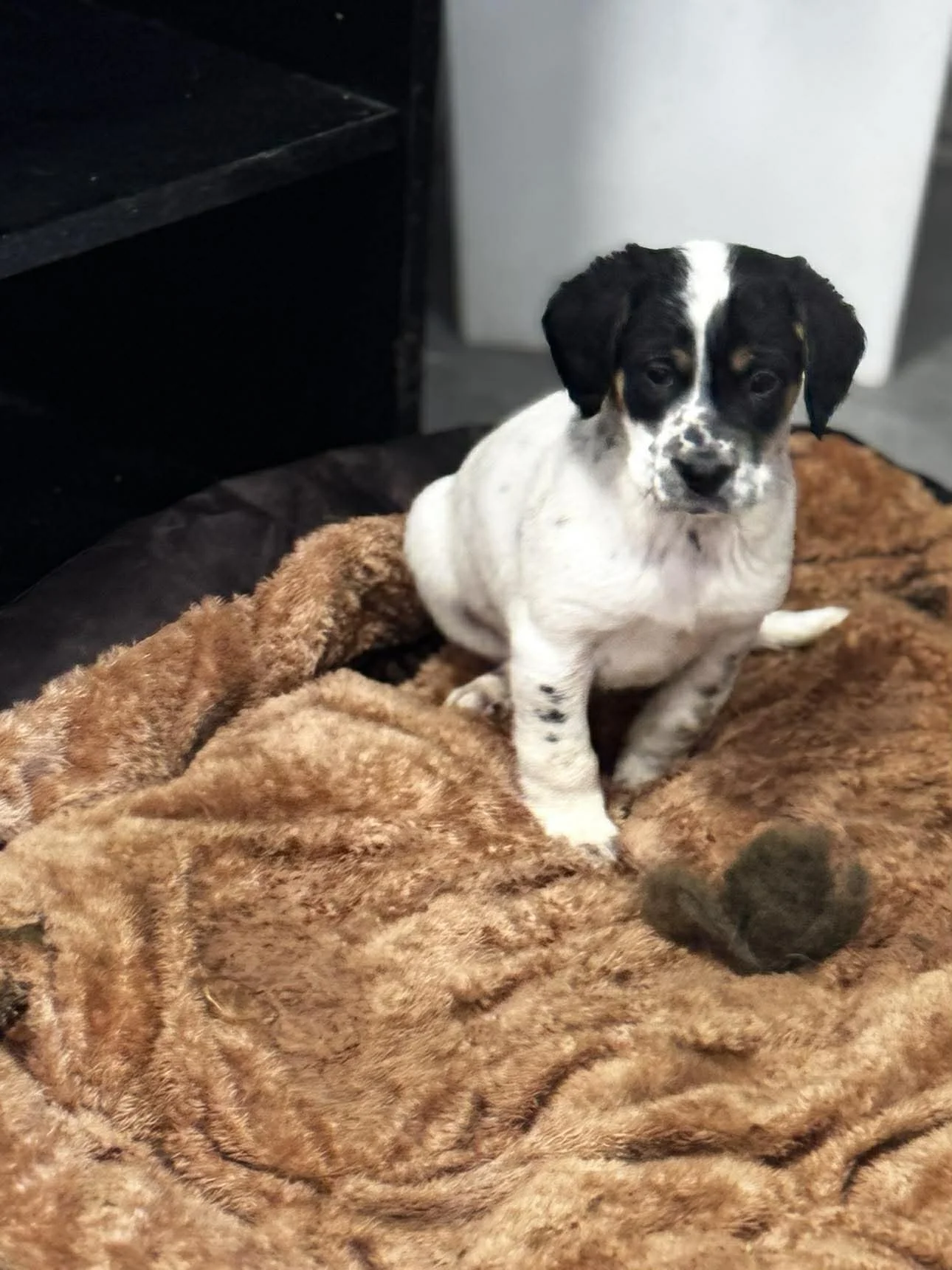 English Setter Cross puppy 