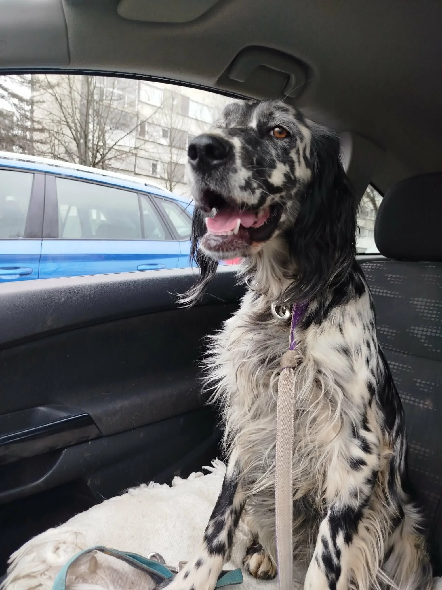 Blue Belton English Setter Female