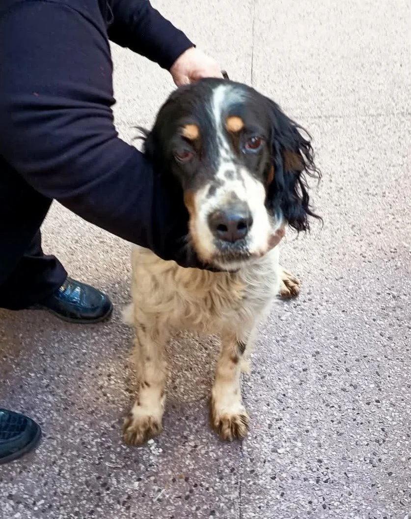 A person holding a black, brown, and white English Setter dog standing on a concrete sidewalk.