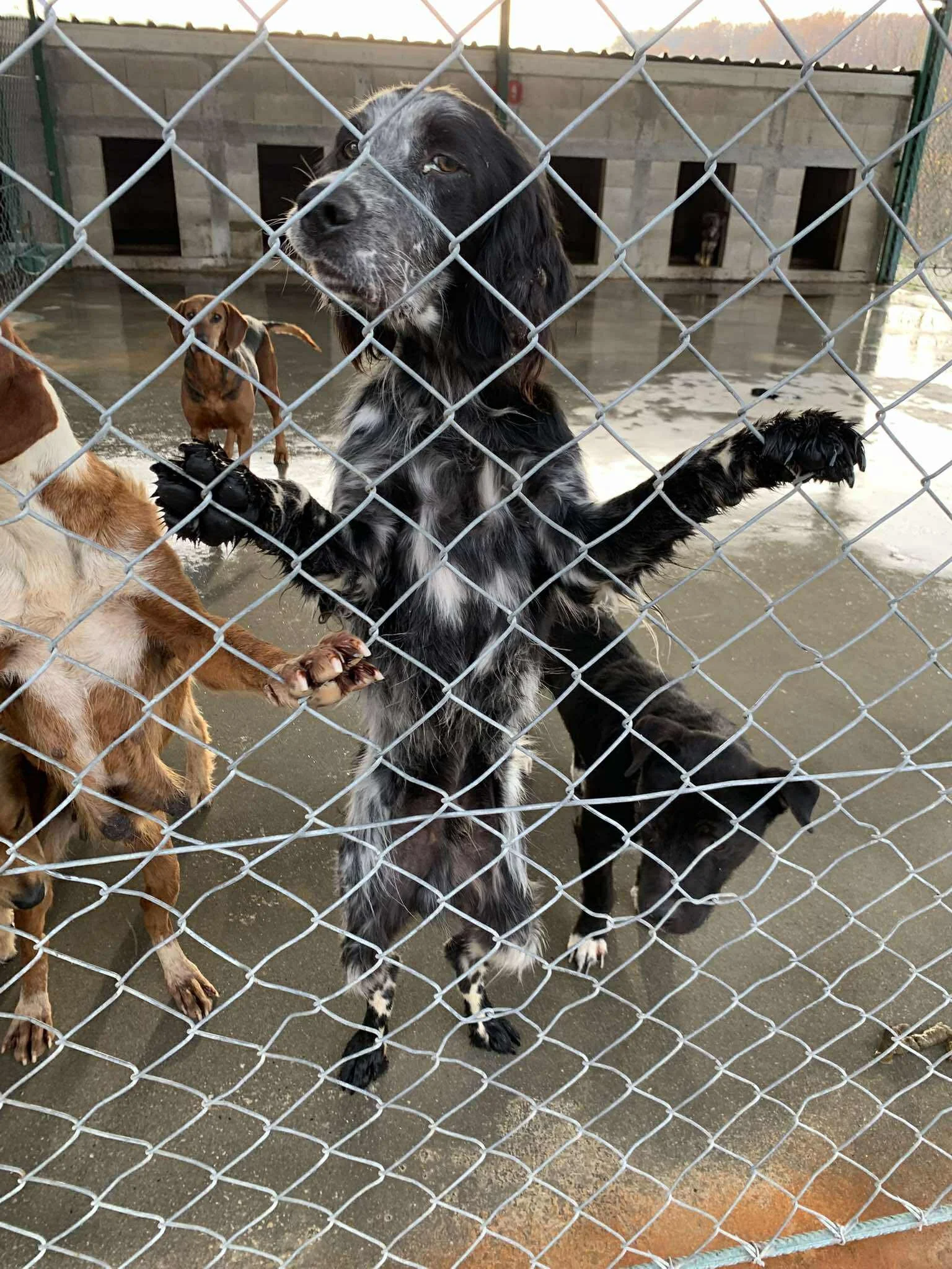 Ziggy in the pound before being rescued