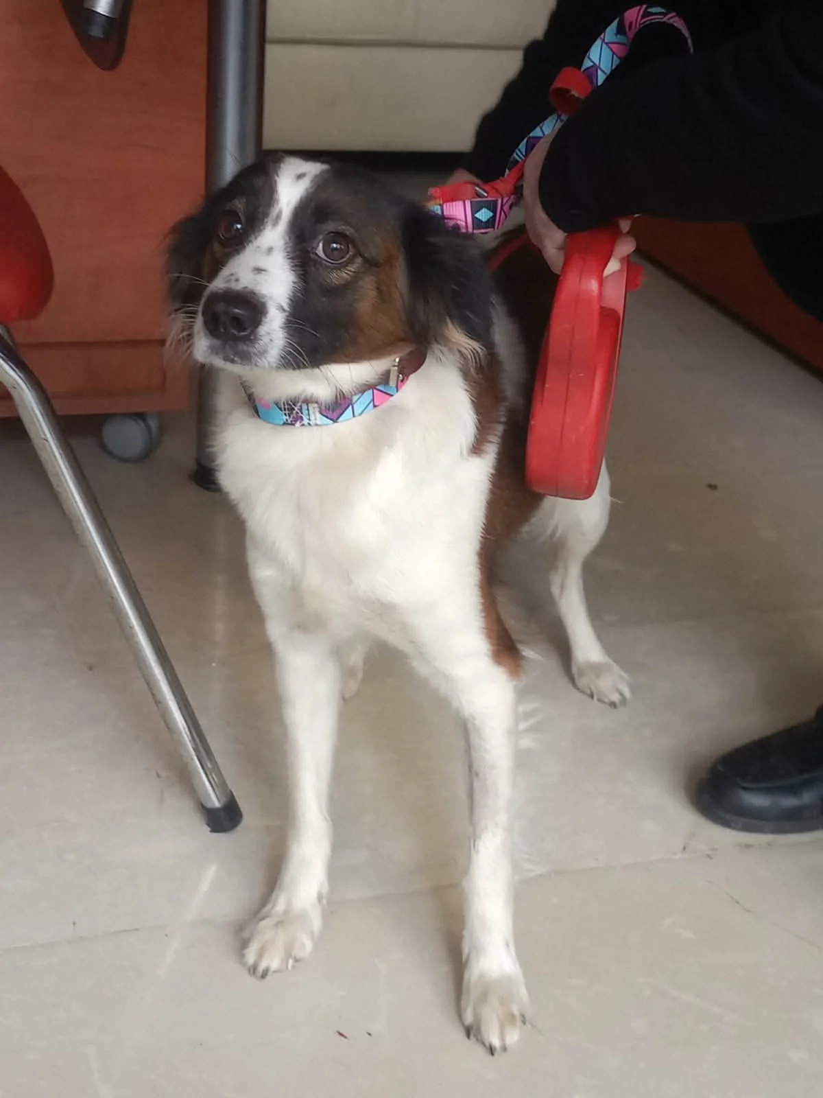 Setter Cross dog indoors 