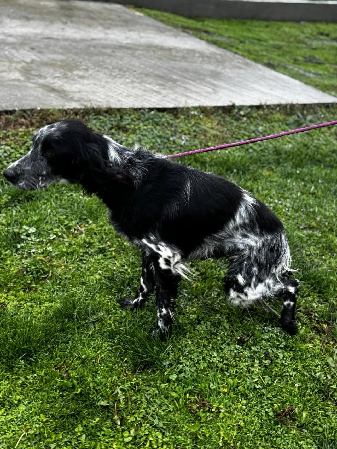 A black and white English Setter dog on a green grassy lawn, attached to a purple leash.