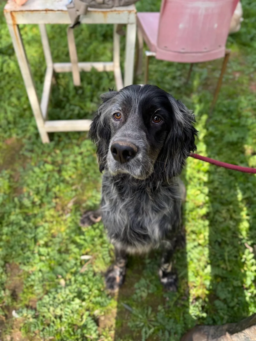 Happy Blue Belton English Setter 