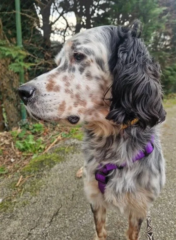 happy tricoloured Setter outside