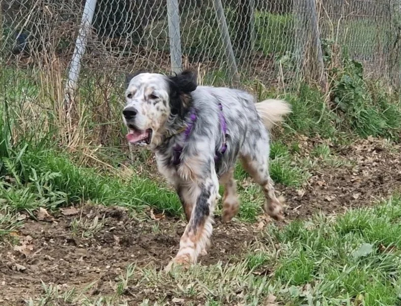 happy tricoloured Setter running