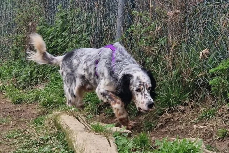 happy tricoloured Setter running