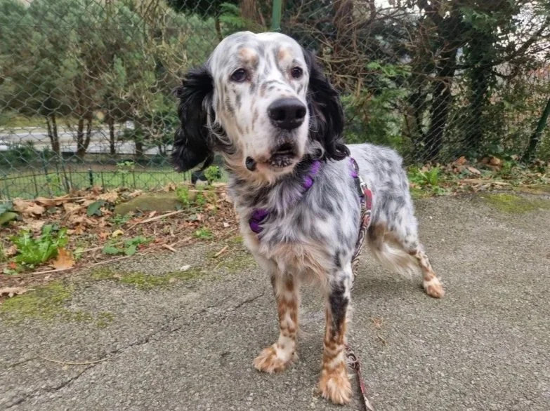 happy tricoloured Setter running