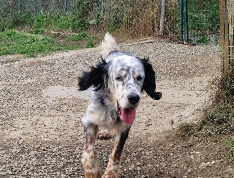 happy tricoloured Setter running