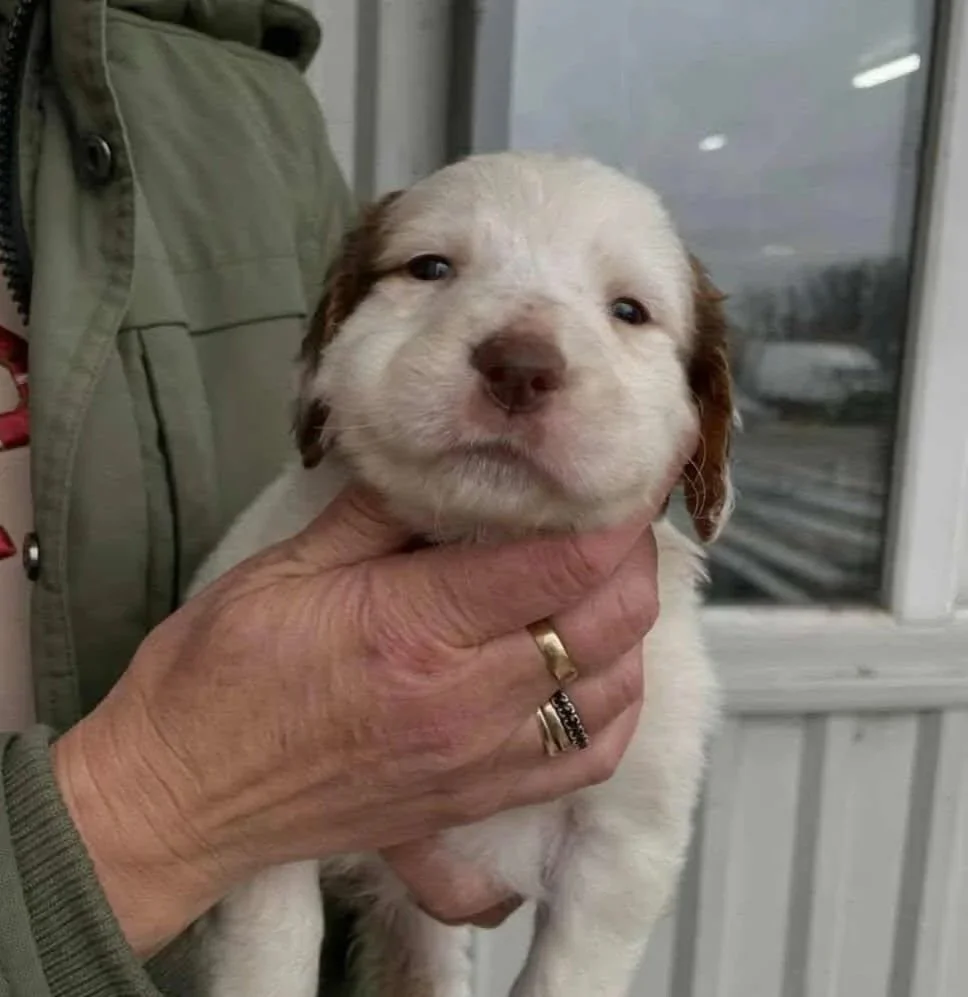 English Setter Cross puppy 