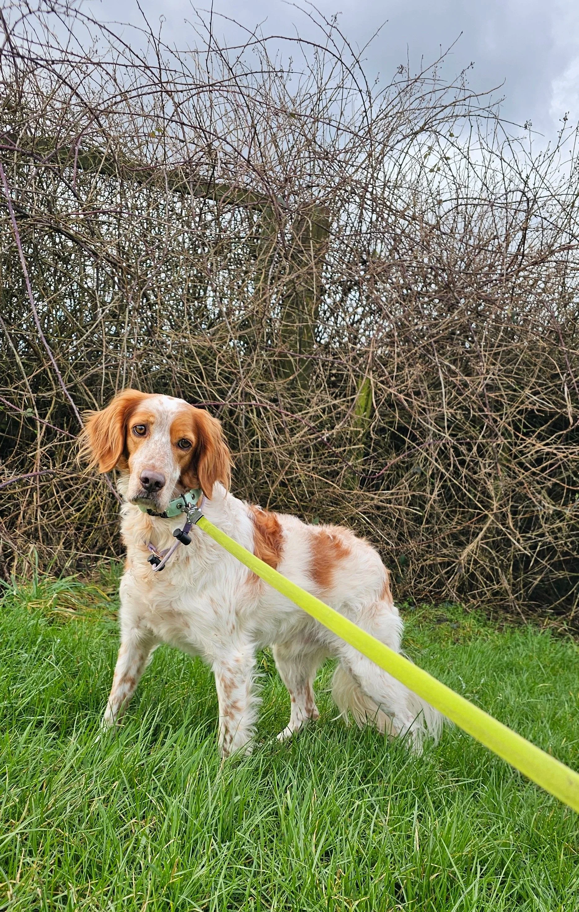 Irish red and white setter 