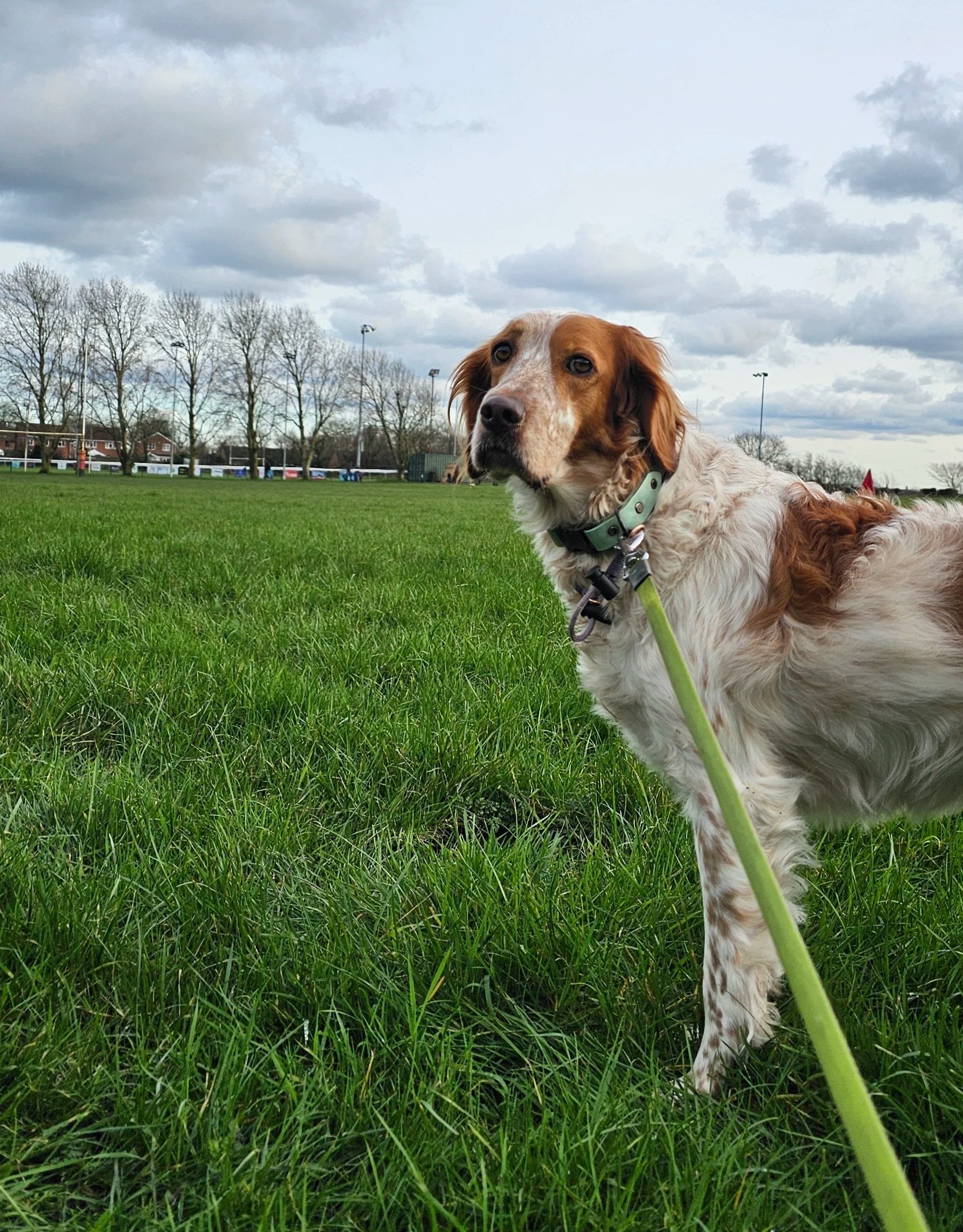 Irish red and white setter 