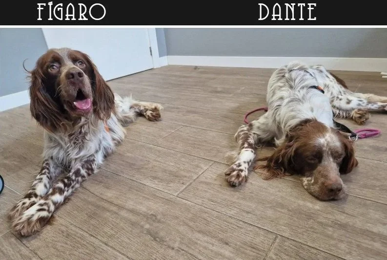 Liver English Setter 