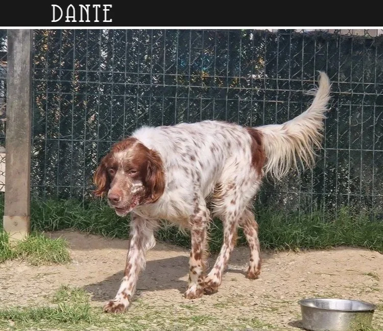 Liver English Setter 