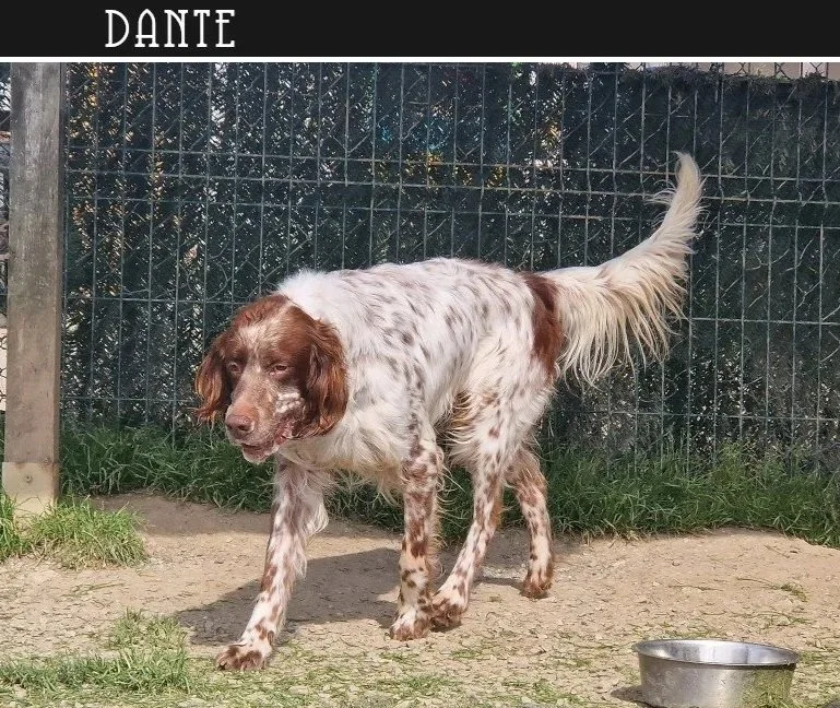 Liver English Setter 