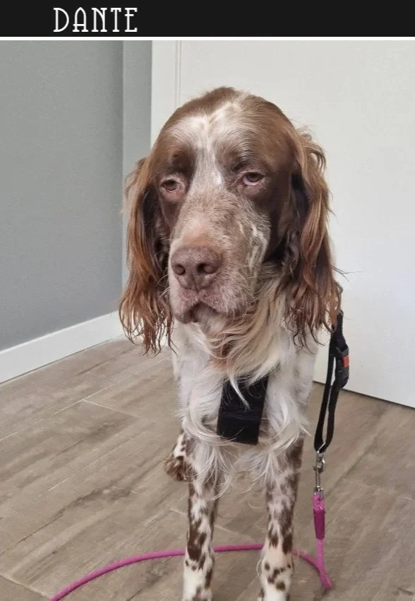 Liver English Setter 