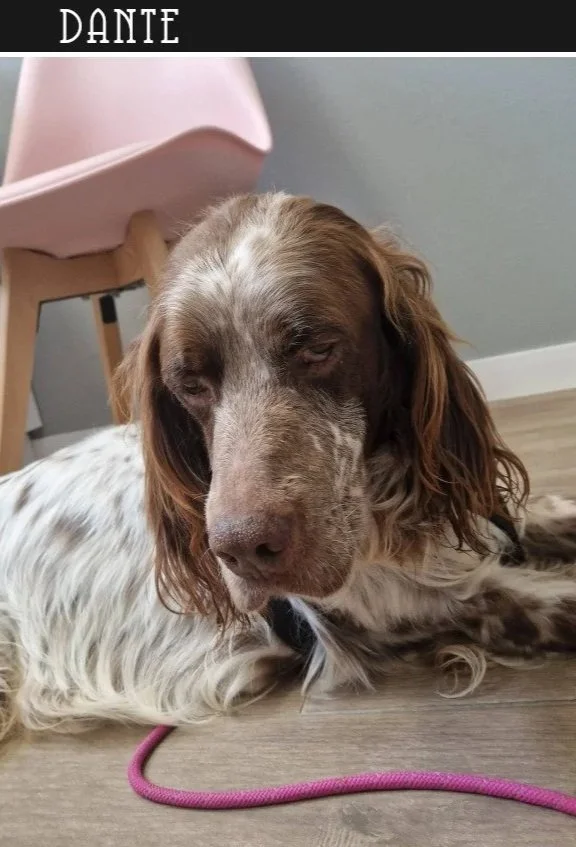 Liver English Setter 