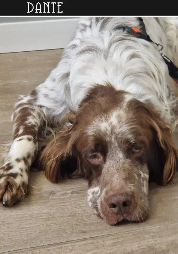 Liver English Setter 